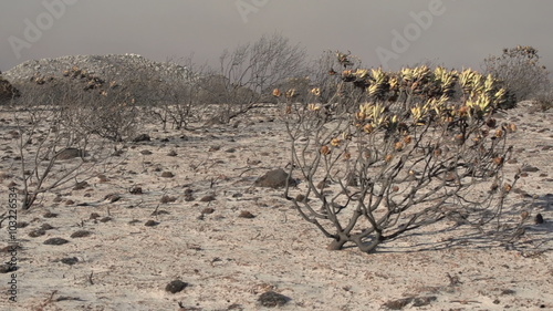 Cape Town-March,2015: The aftermath of devestating bush fires on Table Mountain showing smoke and blackened vegetation,South Africa photo