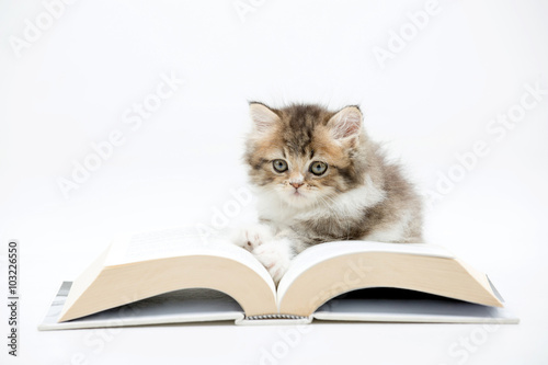 Little Persian kitten reading a book on isolated