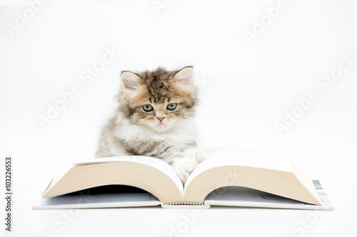 Little Persian kitten reading a book on isolated