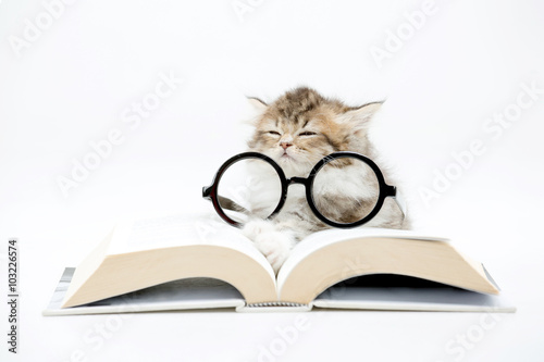 Fototapeta Naklejka Na Ścianę i Meble -  Little Persian kitten sleeping on a book