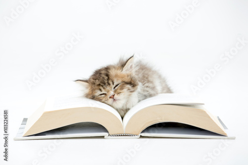 Little Persian kitten sleeping on a book