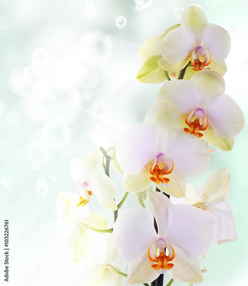 Orchid flowers on abstract background Orchid flowers on abstract background