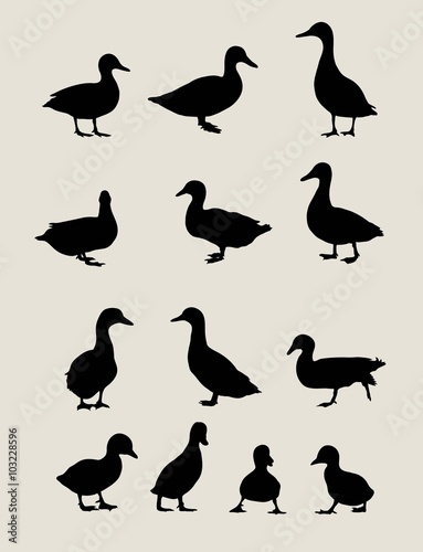 Duck Silhouettes  art vector design