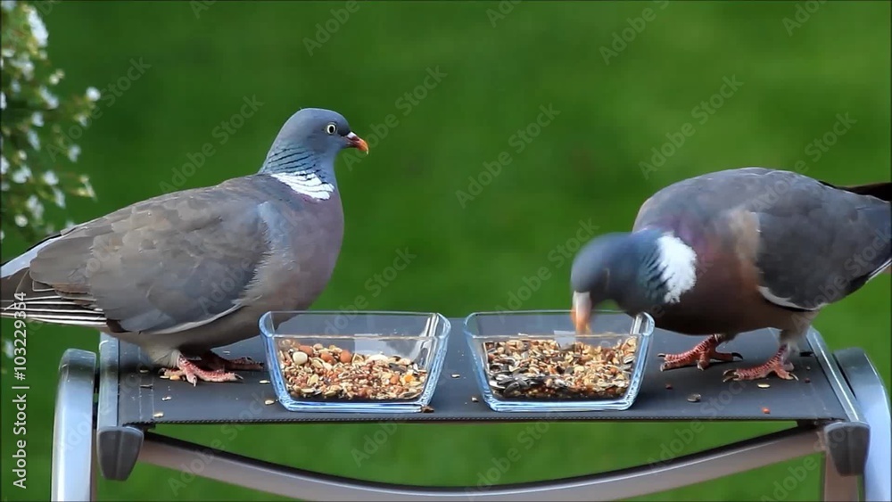bird seed for wild doves, green background Stock Video Adobe Stock