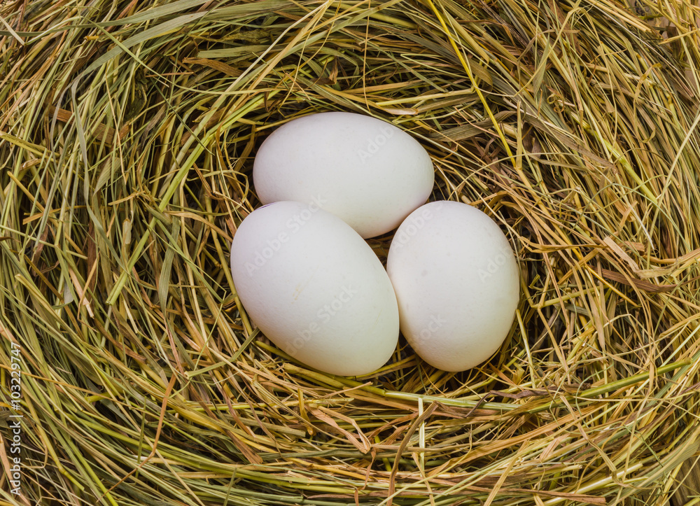 Nest with Easter eggs