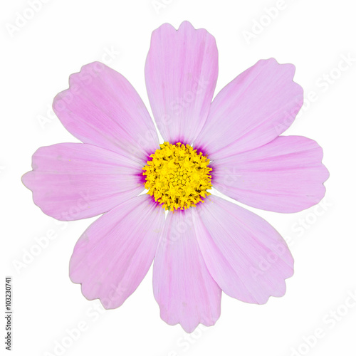 Flowers isolated on white background