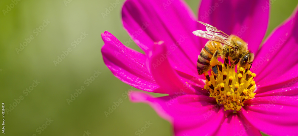 Honey Bee, Bee Honey Bee, Bee
