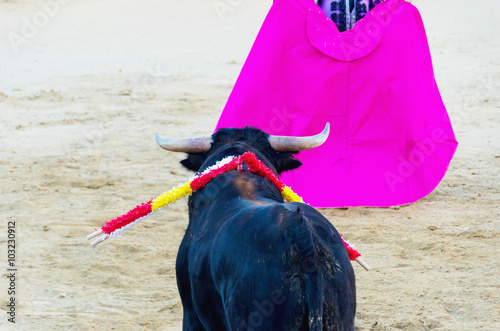 Bull with nailed banderillas looks the bullfighter's cape
