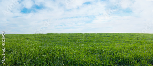 Obraz na plátně Panoramic view of a green field with grass