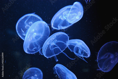 Transparent jellyfishes floating in aquarium © Alfonsodetomas