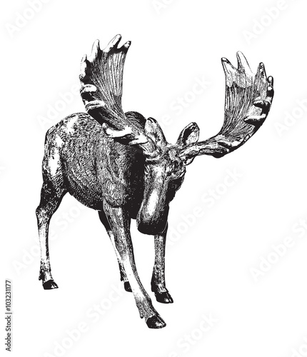 Big moose. Ink drawing.