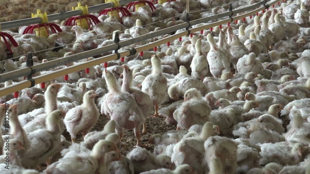 Intensive factory farming of chickens in broiler houses,South Africa