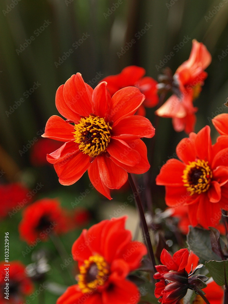 情熱的なダリア