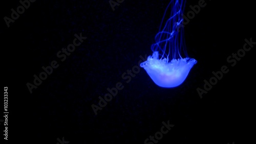 Illuminated Sea Nettle over black background Jelly Fish