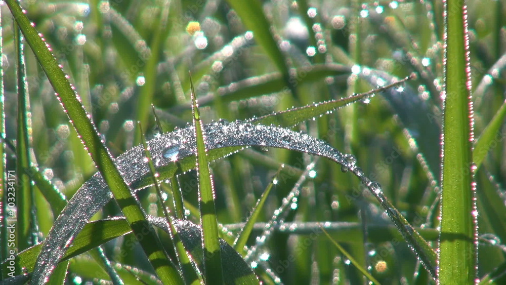 Dew on the grass leaves in sunlight Dew on the grass leaves in sunlight