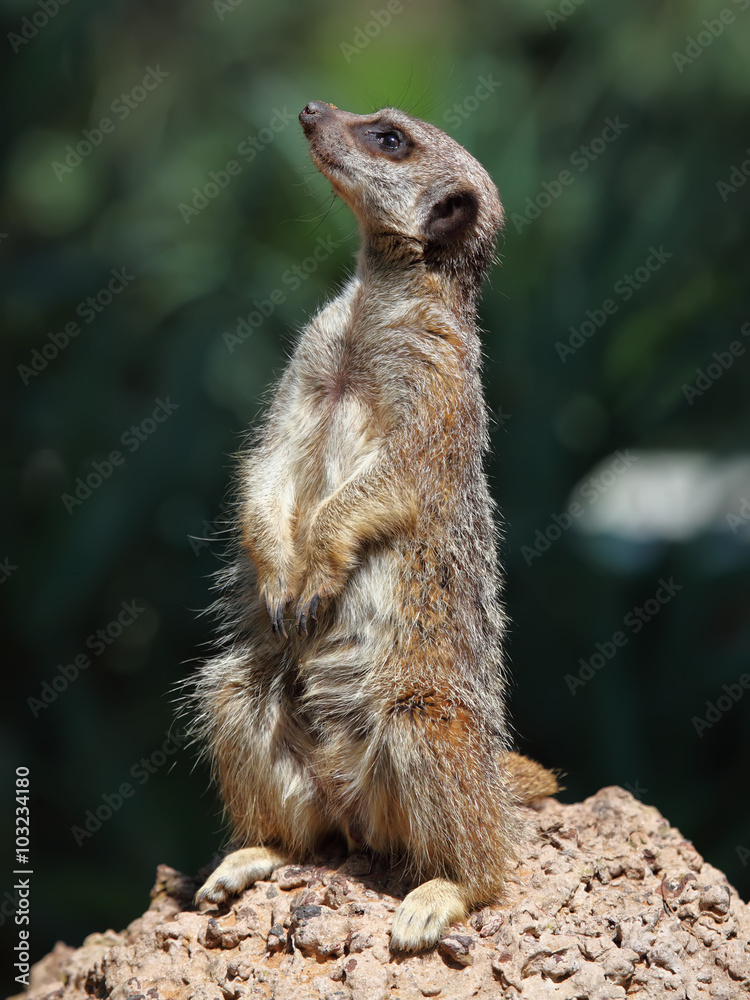 Fototapeta premium meerkat