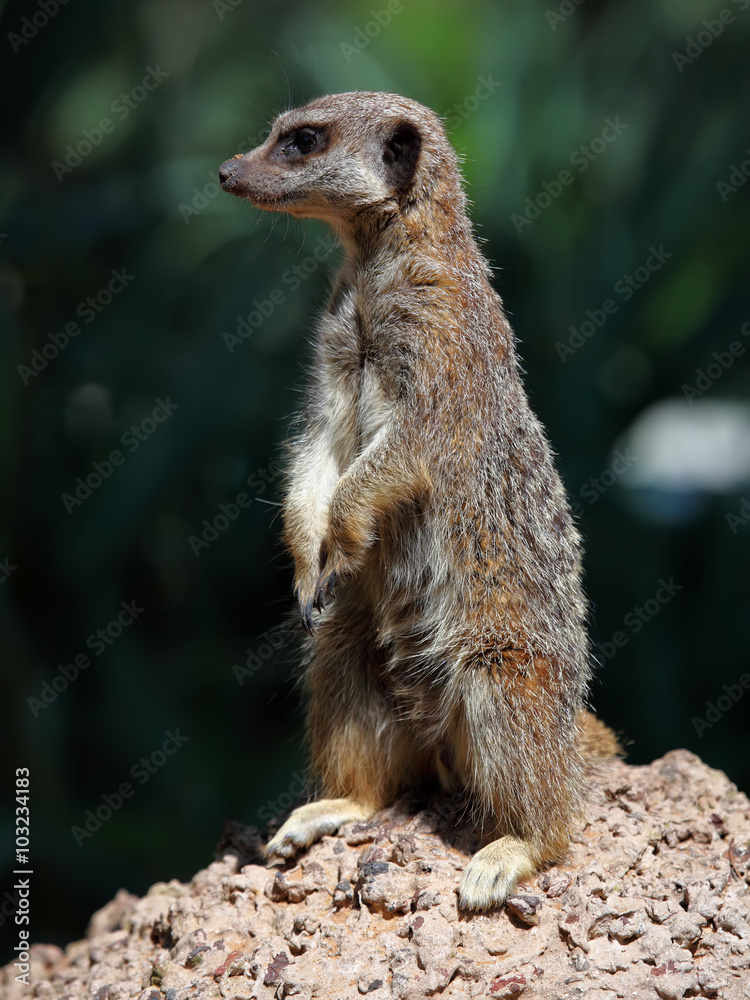 Fototapeta premium meerkat