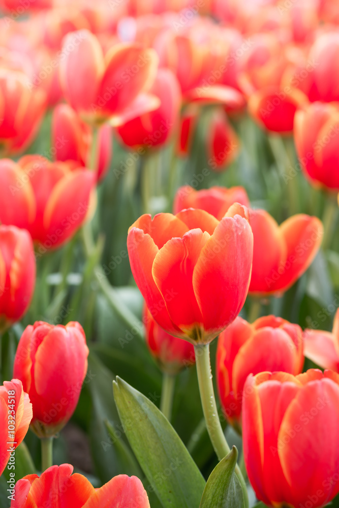 orange Tulip orange Tulip