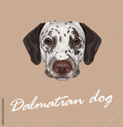 Dalmatian dog portrait