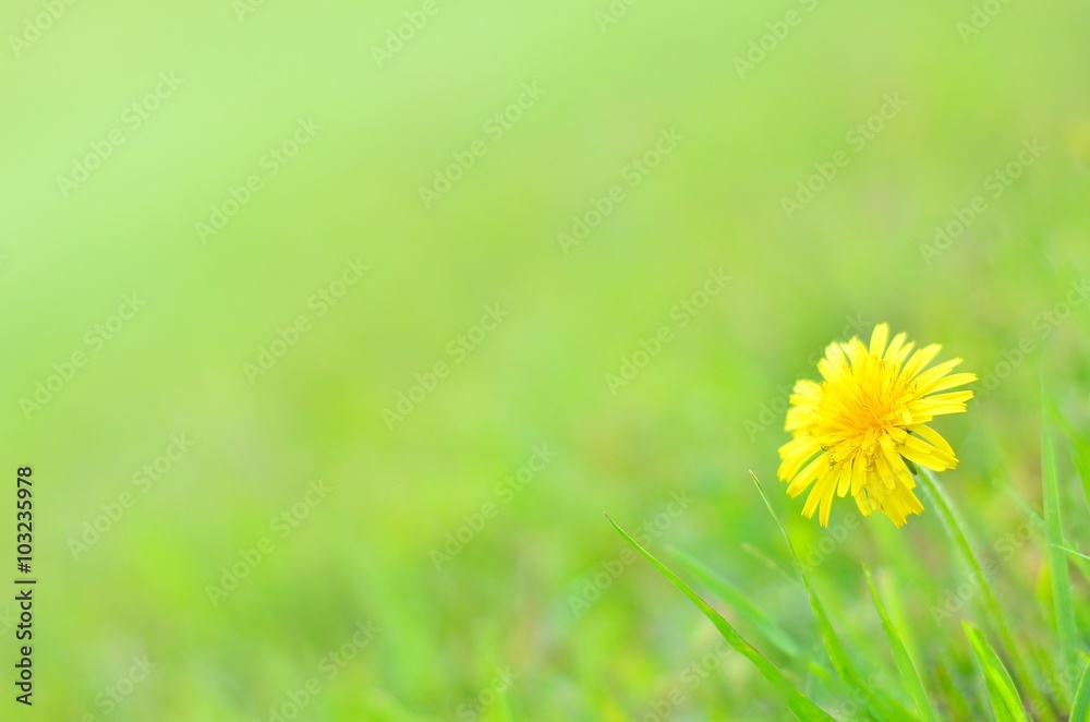 Fototapeta premium 草原に咲くタンポポ 