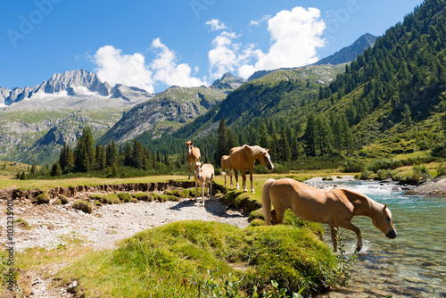 Vászonkép Horses in National Park of Adamello Brenta - Italy / Herd of horses wading the Chiese river in the National Park of Adamello Brenta