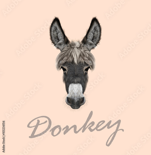 Farm Donkey portrait