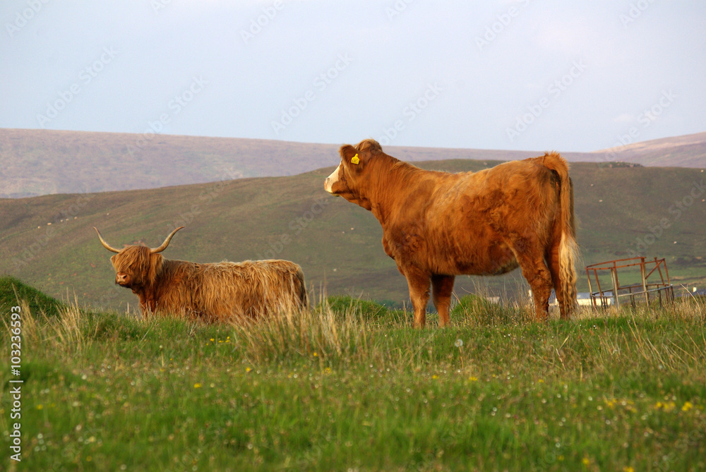 Shaggy Scottish cow in summer day Shaggy Scottish cow in summer day