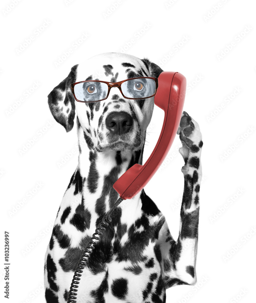 the dog is talking over the old phone the dog is talking over the old phone