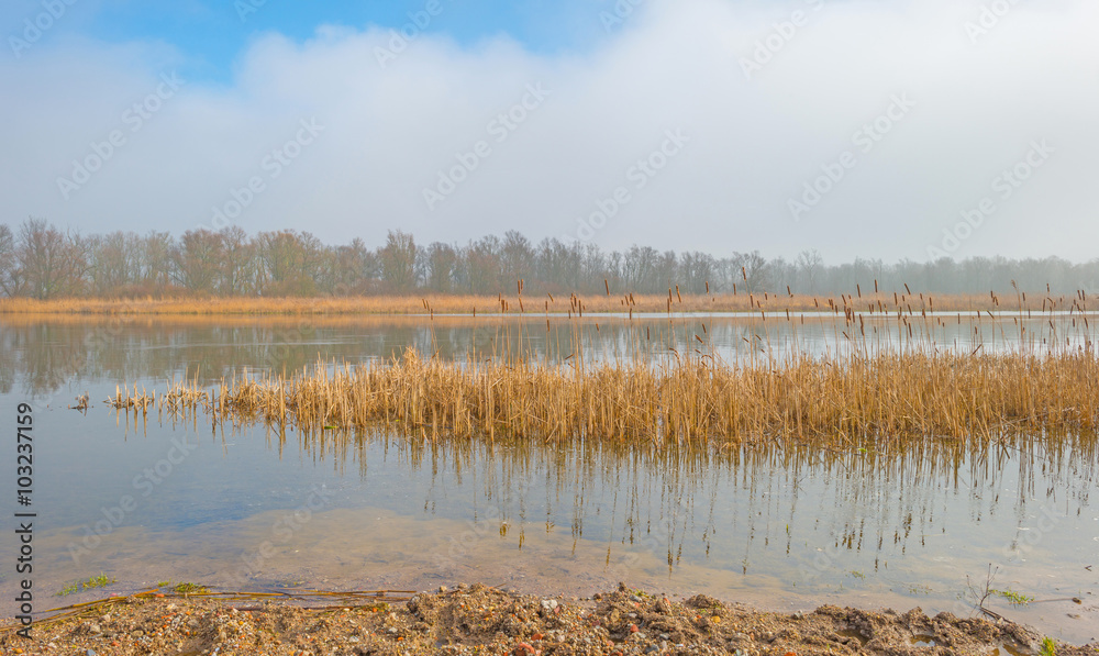 Shore of a foggy lake in winter
