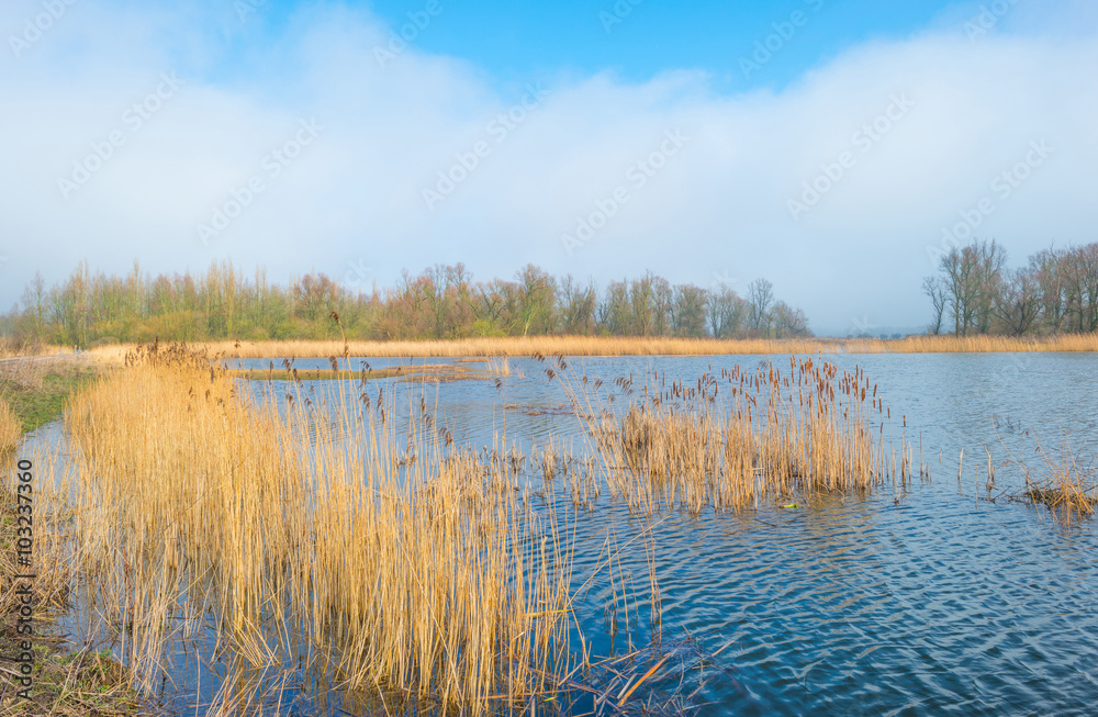 Shore of a foggy lake in winter