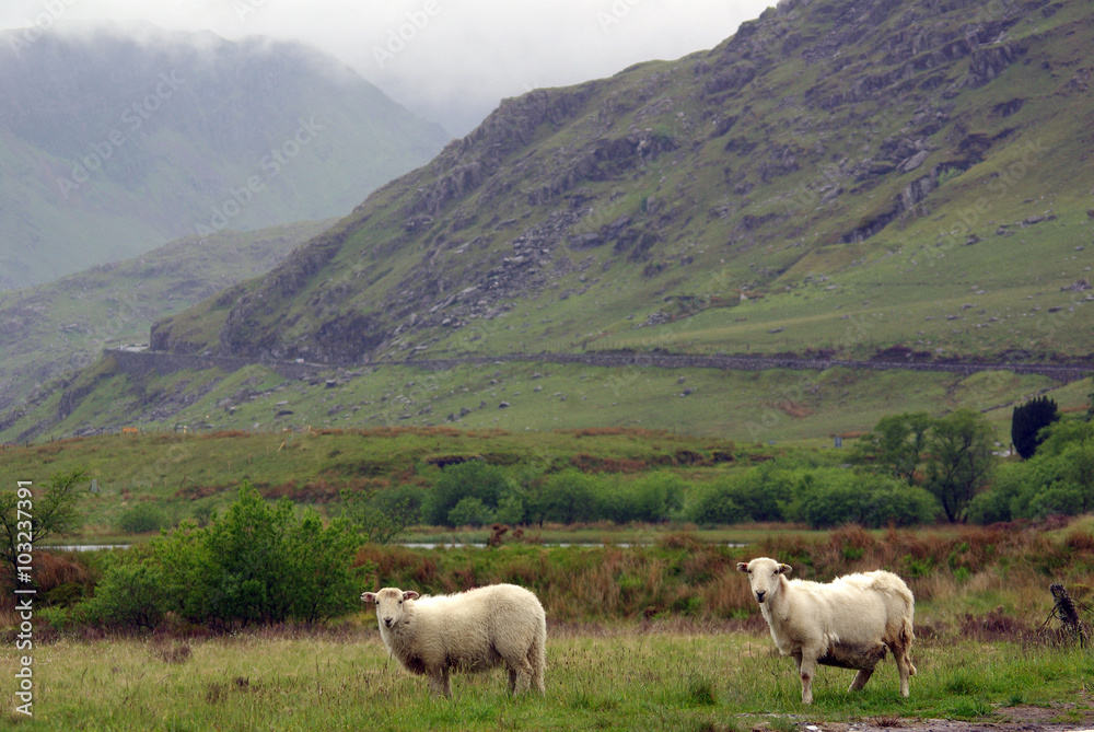 Sheep in Snowdonia, Wales
