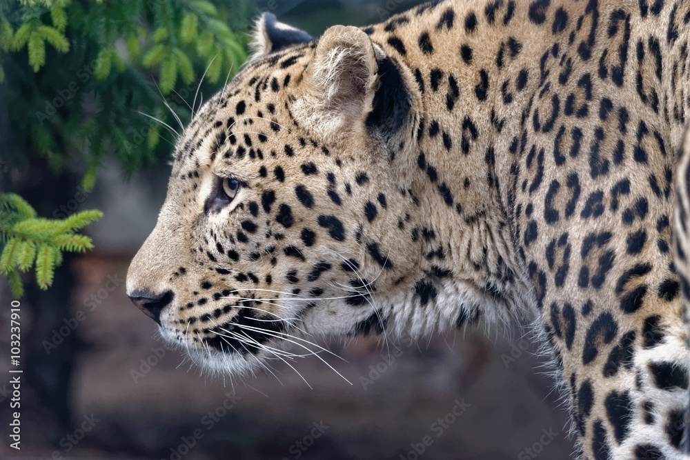 Naklejka premium Persian Leopard