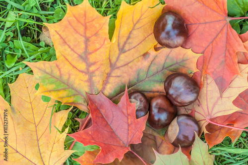 Colorful image of autumn leaves and chestnuts on green grass background.