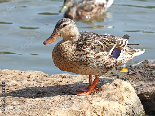 mallard duck © leonidp