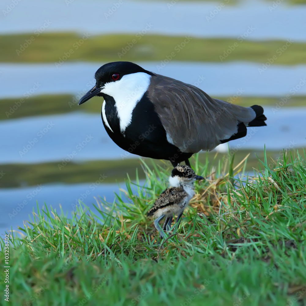 Fototapeta premium Lapwing with nestling ( baby bird )