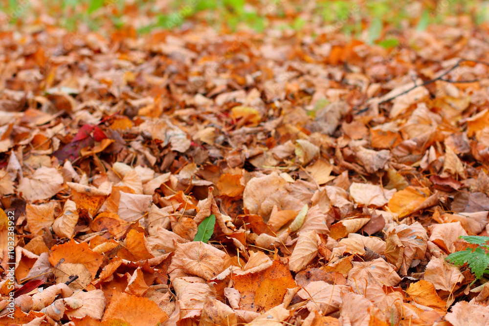 autumn leaves