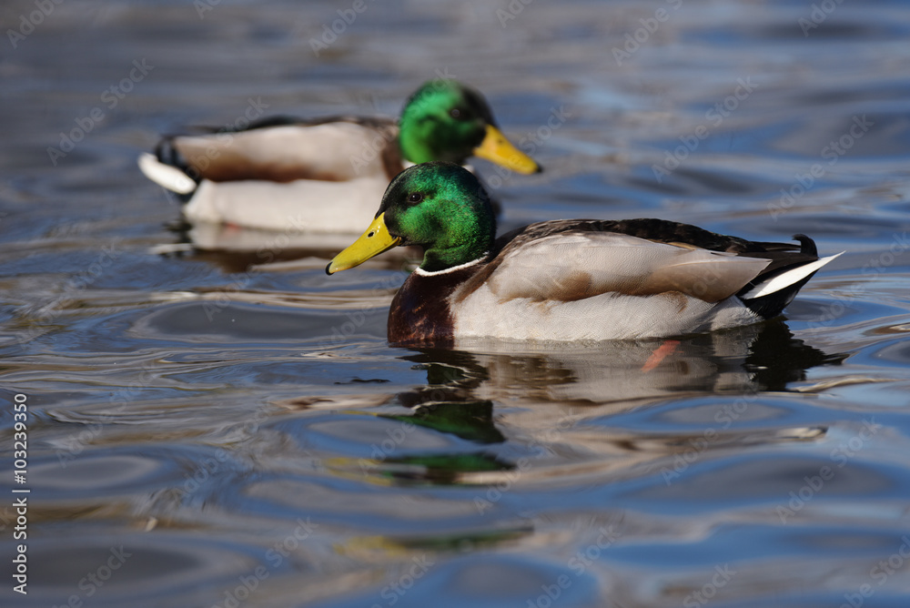Mallard, Duck, Anas platyrhynchos Mallard, Duck, Anas platyrhynchos