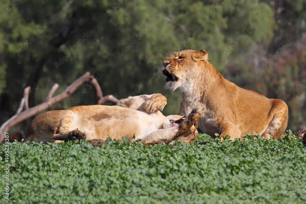 young lion cubs play fight in the zoo young lion cubs play fight in the zoo