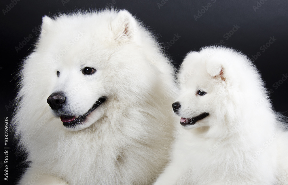 Fototapeta premium Two Samoyed dogs (isolated on a black background)