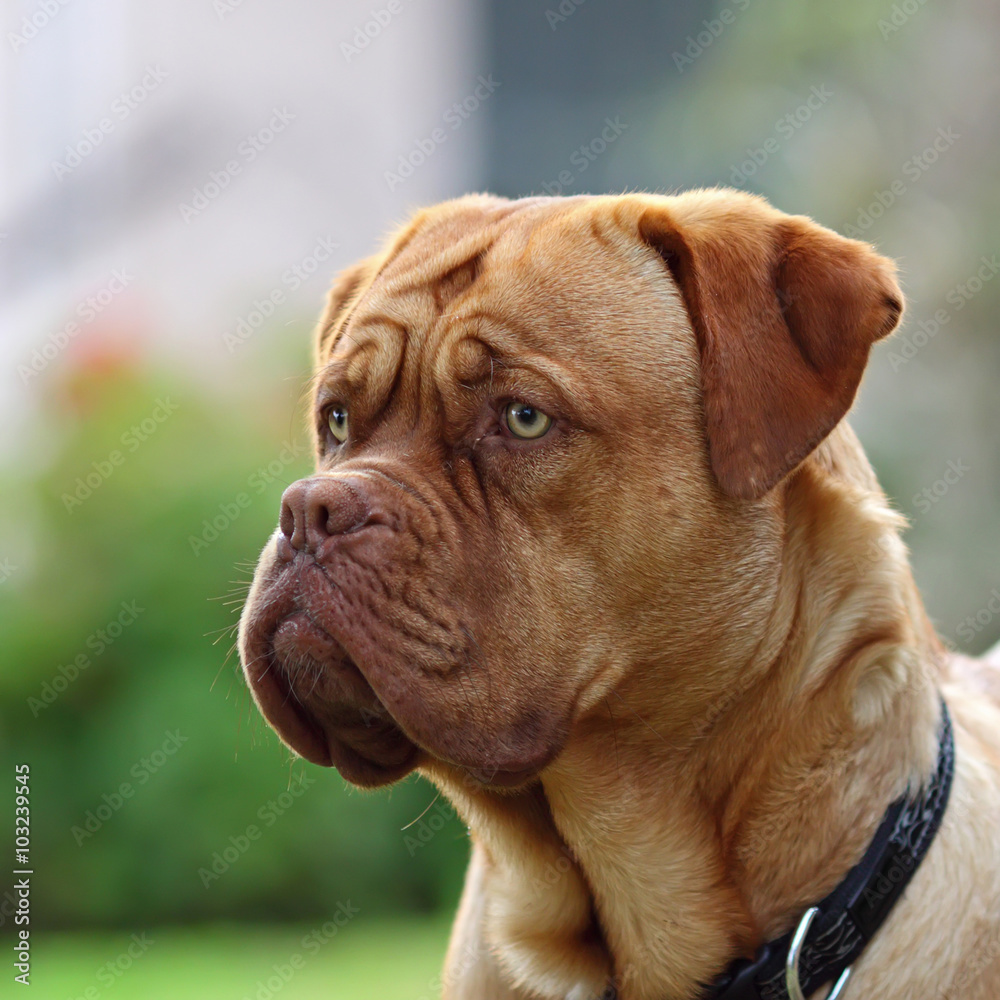 dogue de bordeaux - close up details of face . dogue de bordeaux - close up details of face .