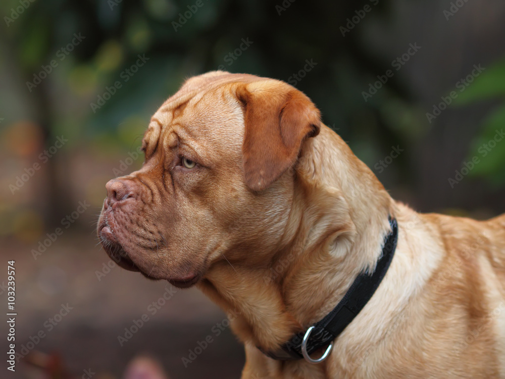 dogue de bordeaux - close up details of face dogue de bordeaux - close up details of face