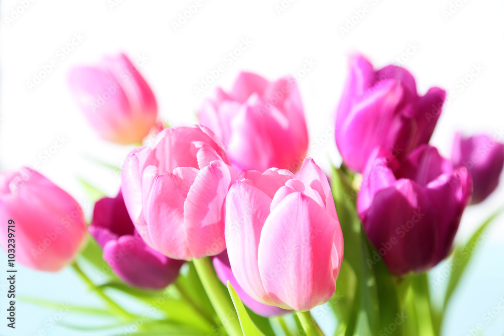 Hi Key Stilleben von rosa und violette Tulpen Hi Key Stilleben von rosa und violette Tulpen