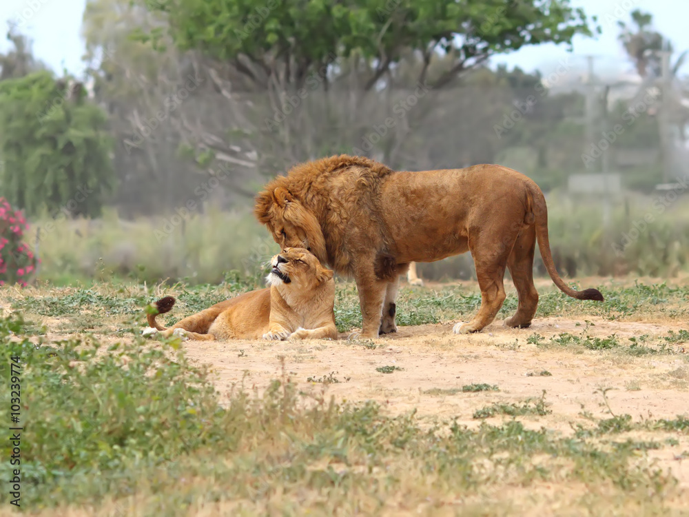 Male and female lion Male and female lion