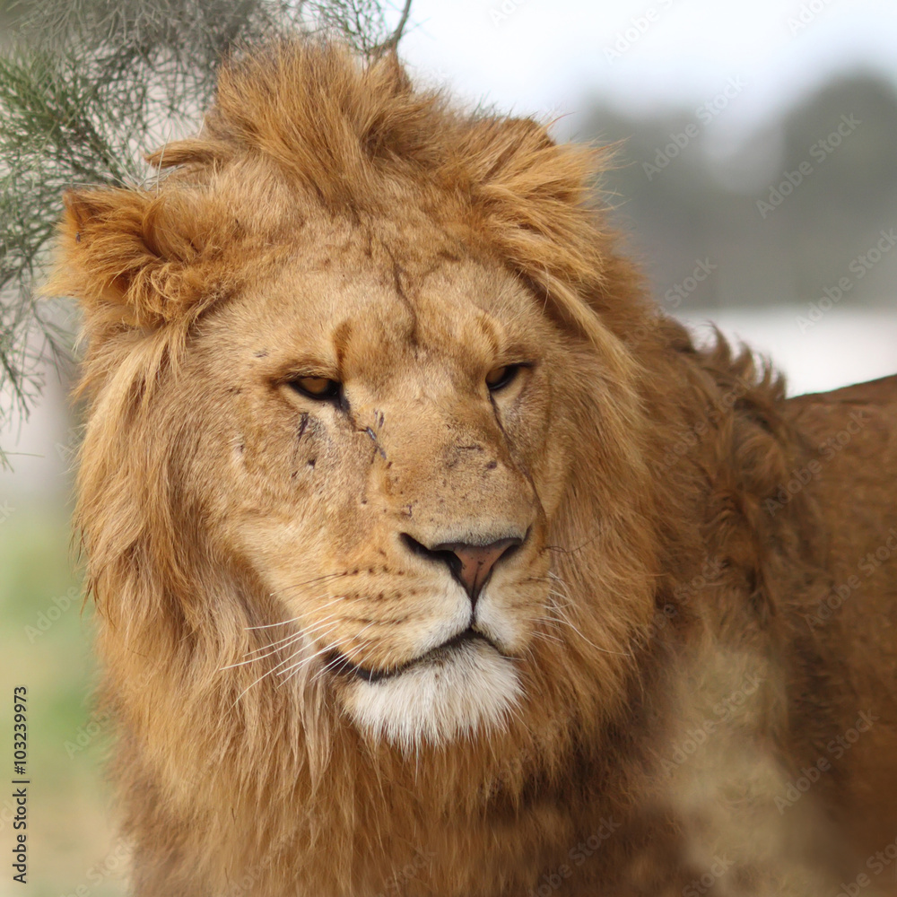 Fototapeta premium Portrait of a male lion.