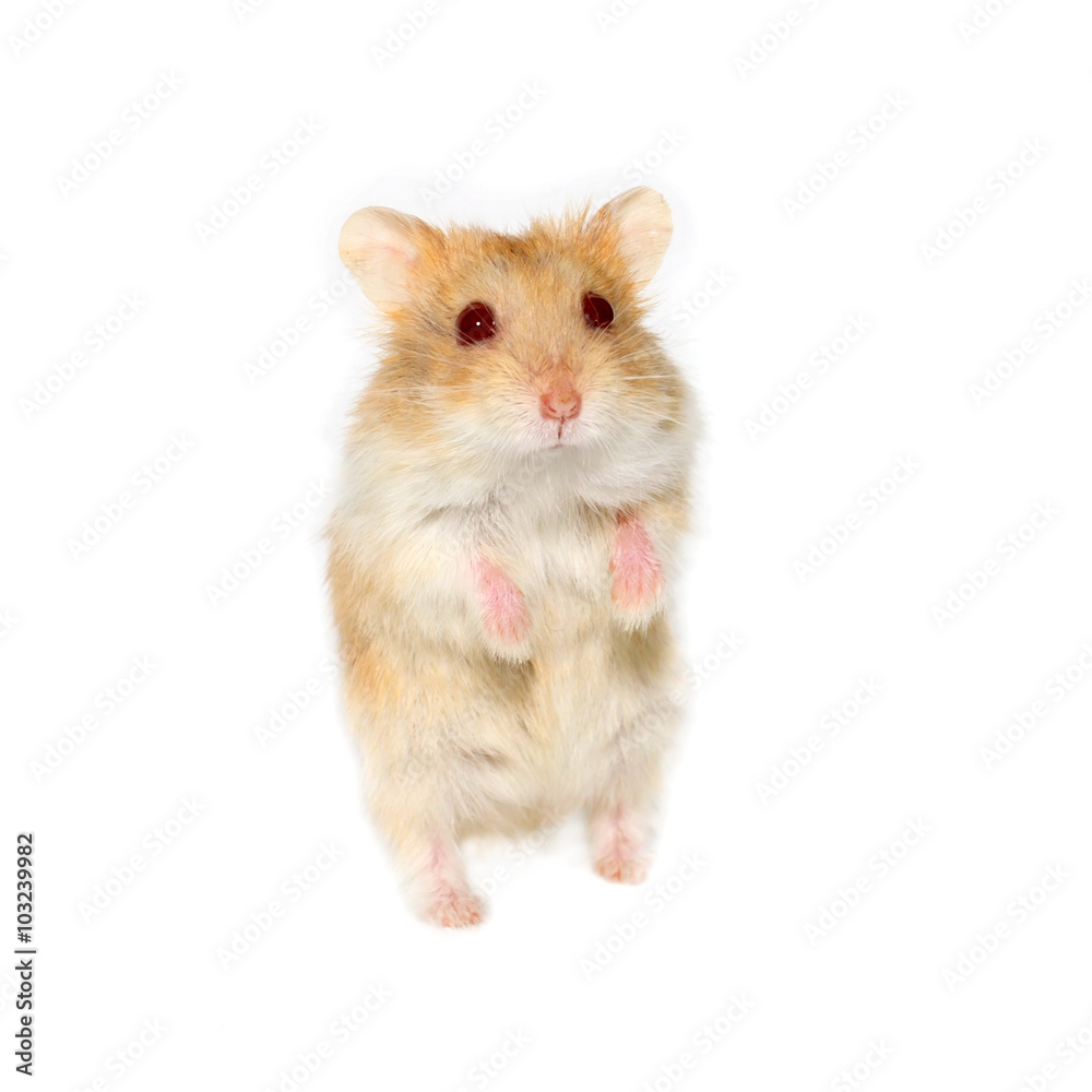 Hamster on a white background Hamster on a white background