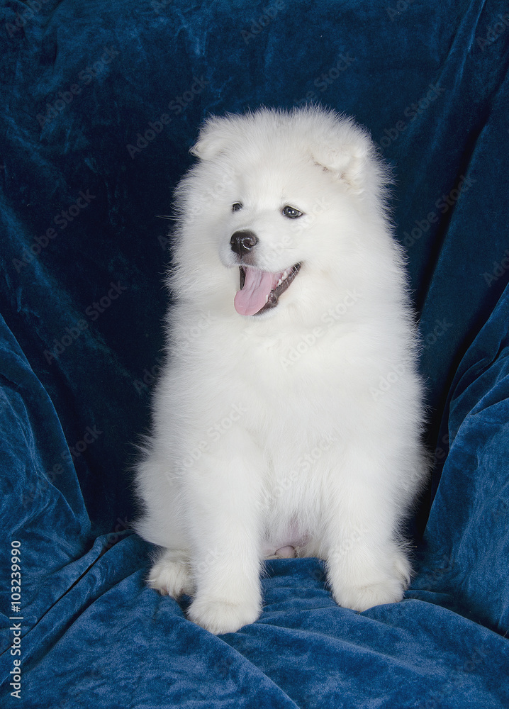 Happy Samoyed puppy sitting on a sofa