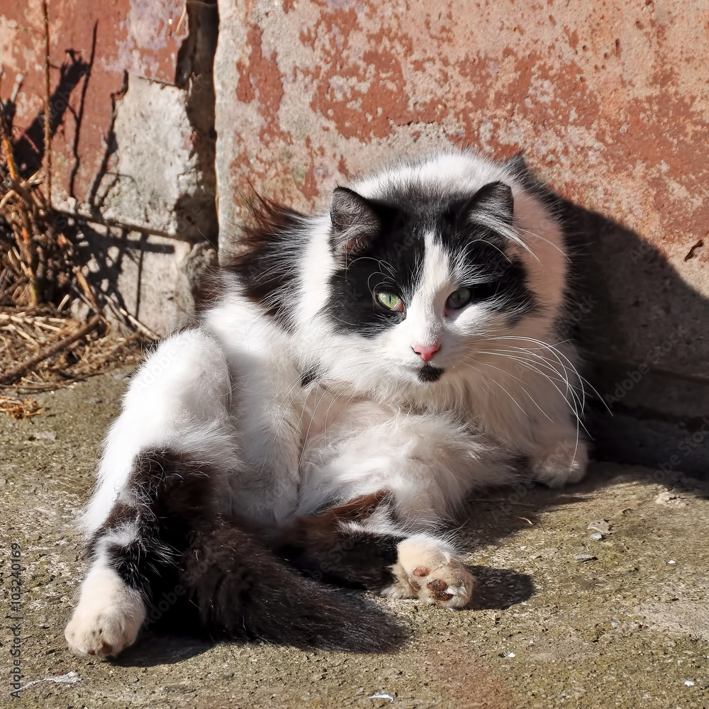 cat resting in a funny pose in the sun, cat basking in the sun and sunbathing