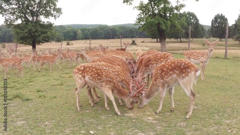 A Whole Bevy of Spotted Deer Grazing in a Meadow on a Farm in The Carpathian Mountains A Whole Bevy of Spotted Deer Grazing in a Meadow on a Farm in The Carpathian Mountains