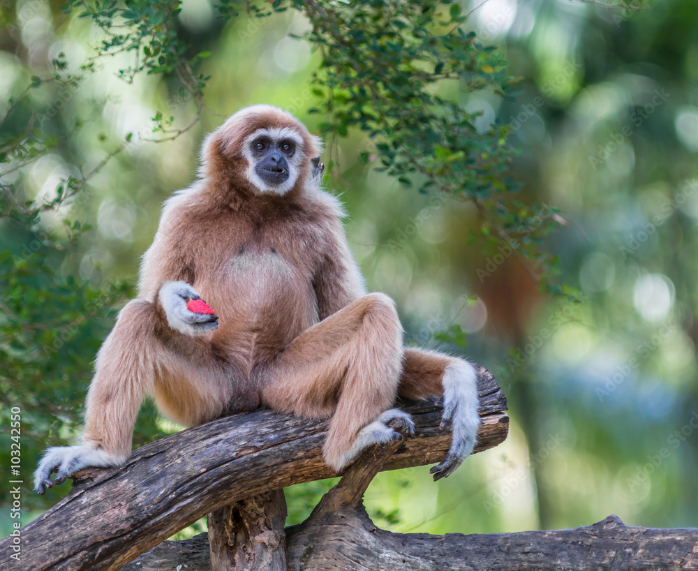 White Cheeked Gibbon or Lar Gibbon White Cheeked Gibbon or Lar Gibbon