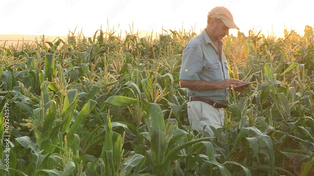 Farmer checking progress of corn fields with digital tablet,South Africa